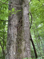 Quercus austrina