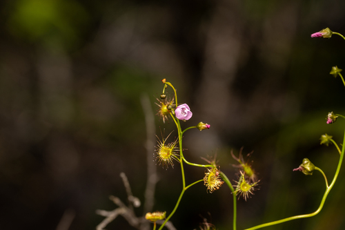 Drosera peltata observed 2026-10-28