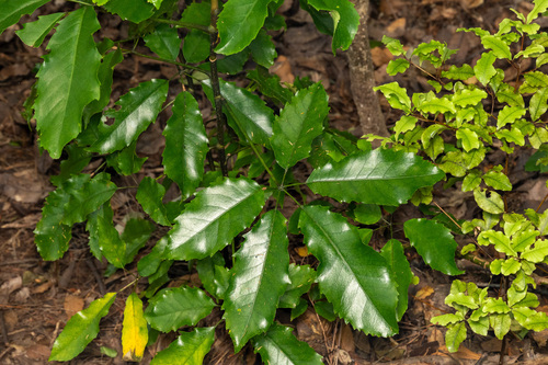 Neopanax arboreus observed 2026-10-25