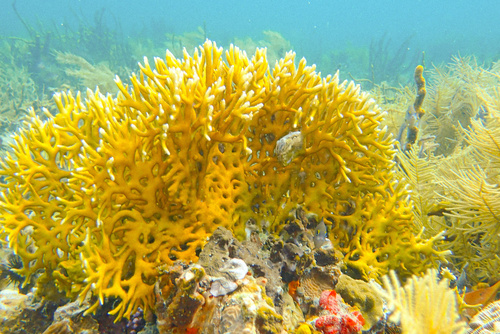 Millepora observed 2026-10-23