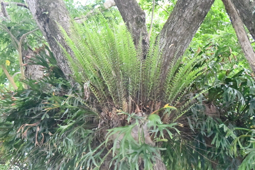 Drynaria rigidula observed 2026-10-27