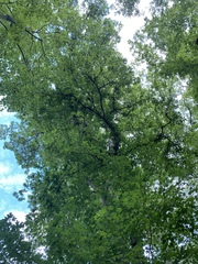 Quercus austrina