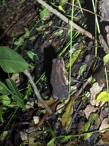 Trachypus observed 2026-10-26