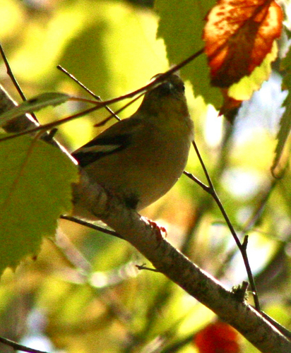 Spinus tristis observed 2026-10-27