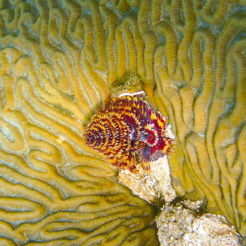 Spirobranchus giganteus observed 2026-10-21