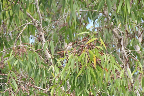 Ramsayornis modestus observed 2026-10-27