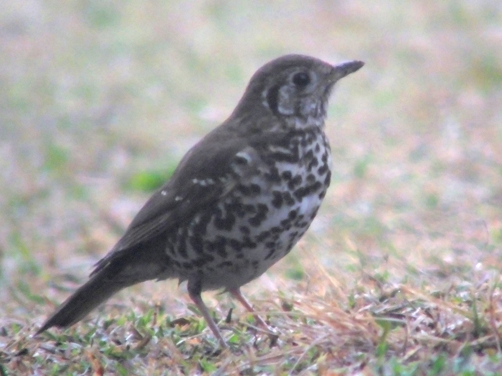 Chinese Thrush