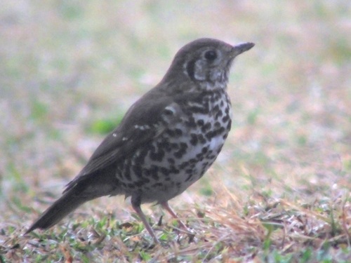 Chinese Thrush