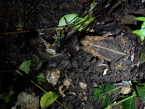 Trachypus observed 2026-10-26