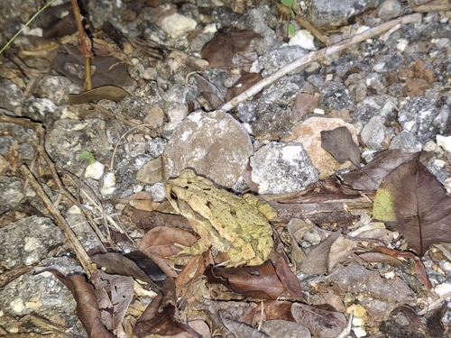 Trachypus observed 2026-10-25