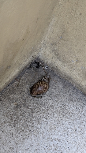 Achatina fulica observed 2026-10-27