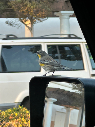 Setophaga coronata observed 2026-10-27