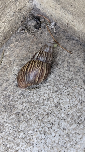 Achatina fulica observed 2026-10-27