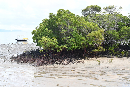 Rhizophora stylosa observed 2026-10-28