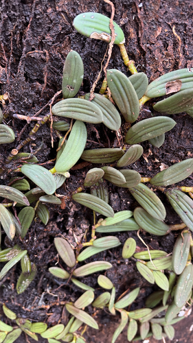 Dendrobium observed 2026-10-28