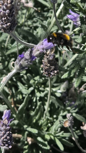 Bombus terrestris photograph by the iNaturalist community
