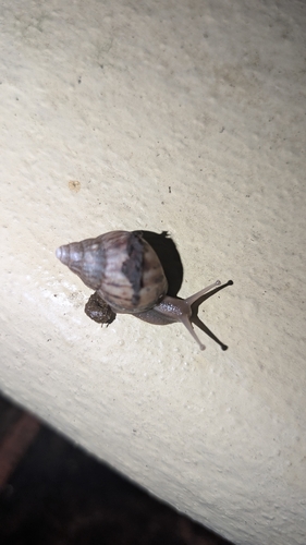 Achatina fulica observed 2026-10-27