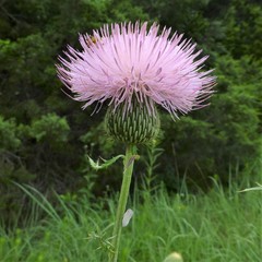 Cirsium engelmannii