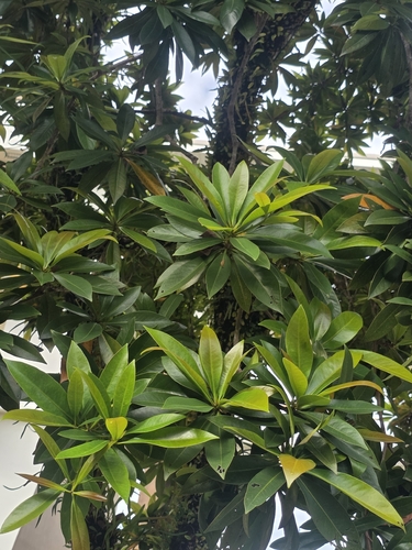 Xanthostemon chrysanthus observed 2026-10-28