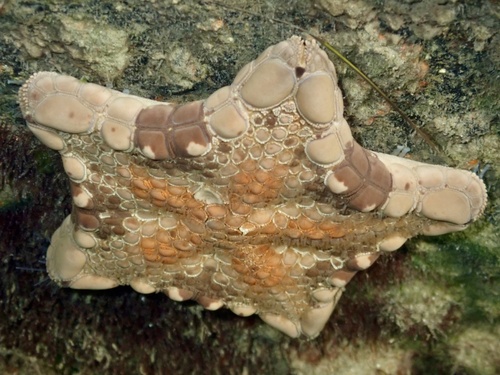 Tosia australis observed 2026-10-28