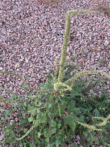 Amaranthus observed 2026-10-27