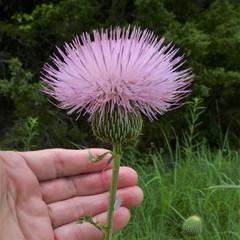 Cirsium engelmannii
