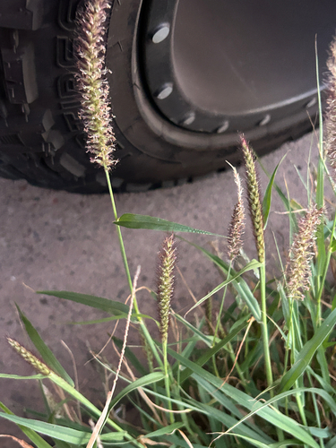 Pennisetum observed 2026-10-27