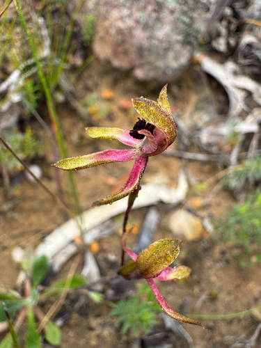 Caladenia observed 2026-10-28