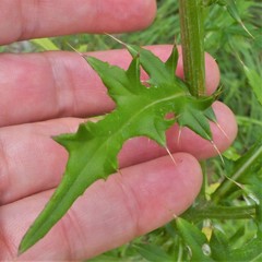 Cirsium engelmannii