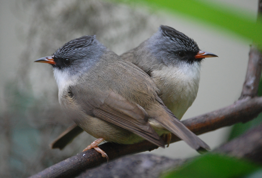 Black-Chinned Yuhina