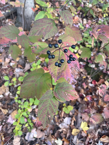 Viburnum observed 2026-10-27