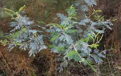 Acacia dealbata dealbata