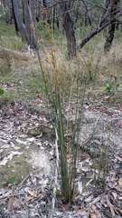 Juncus flavidus