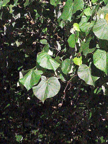 Talipariti tiliaceum observed 2026-10-27