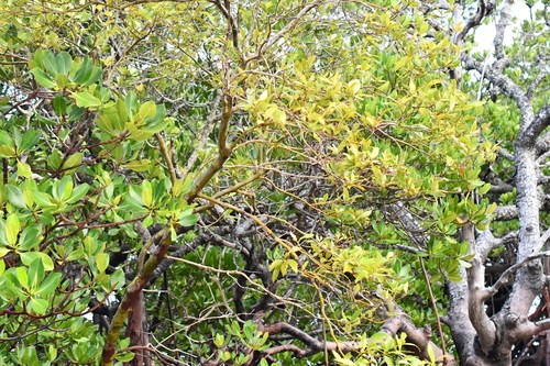 Avicennia marina observed 2026-10-28
