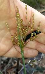 Juncus remotiflorus