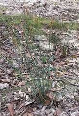 Juncus remotiflorus