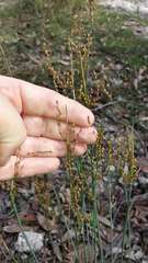 Juncus remotiflorus