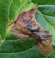Orchestes steppensis