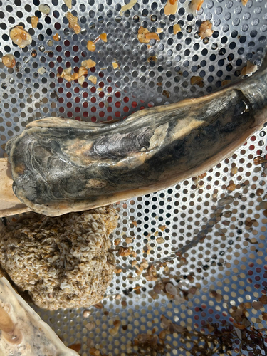 Crassostrea virginica observed 2026-10-25