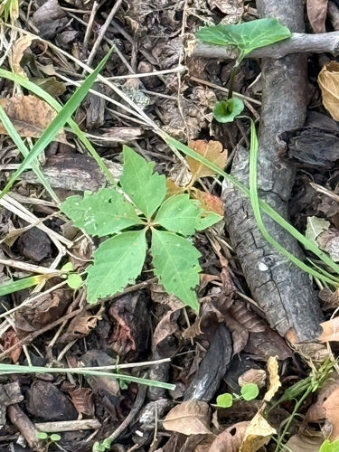 Cissus observed 2026-10-27