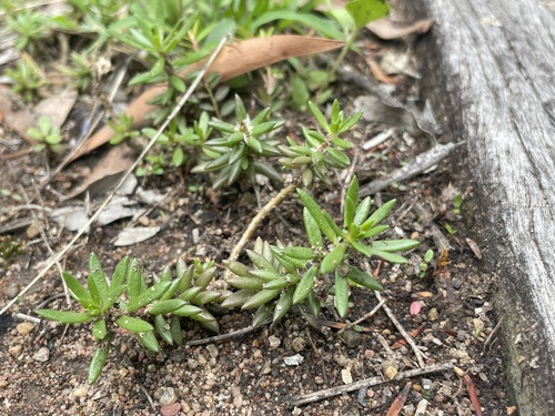 Portulaca pilosa observed 2026-10-28