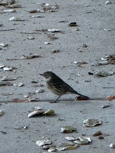 Setophaga coronata observed 2026-10-27