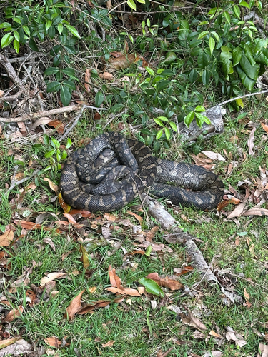 Morelia spilota observed 2026-10-28