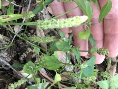 Rostellularia obtusa