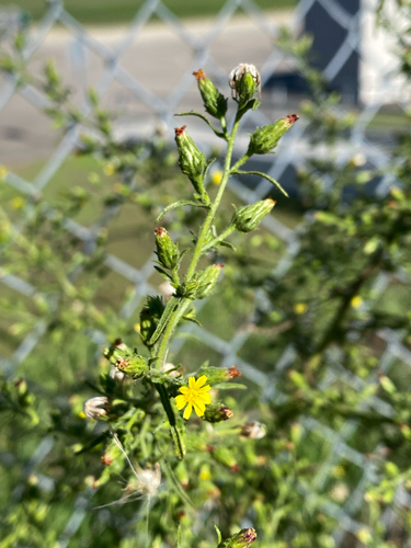 Dittrichia graveolens, 2026-10-27