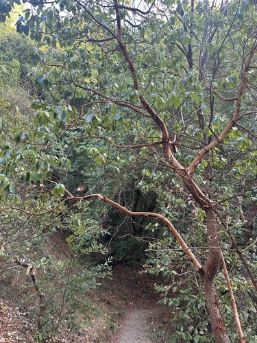 Arbutus menziesii observed 2026-10-26