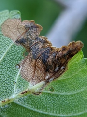 Orchestes steppensis