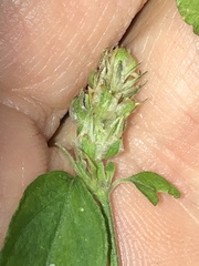 Rostellularia obtusa