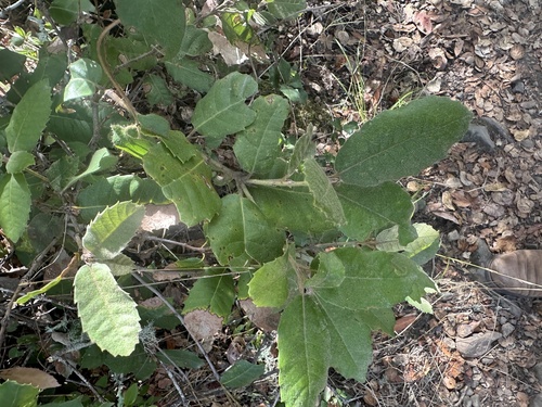 Lithocarpus observed 2026-10-26